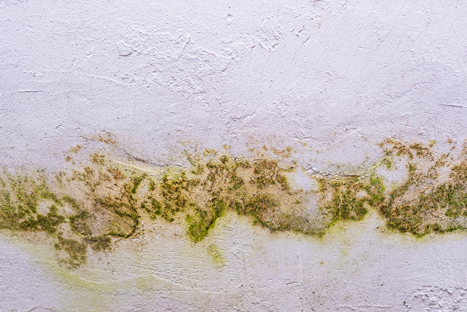 How to Spot Mold Before It Becomes a Problem
