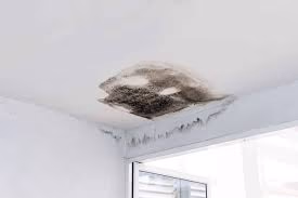 What Happens If You Ignore Mold?