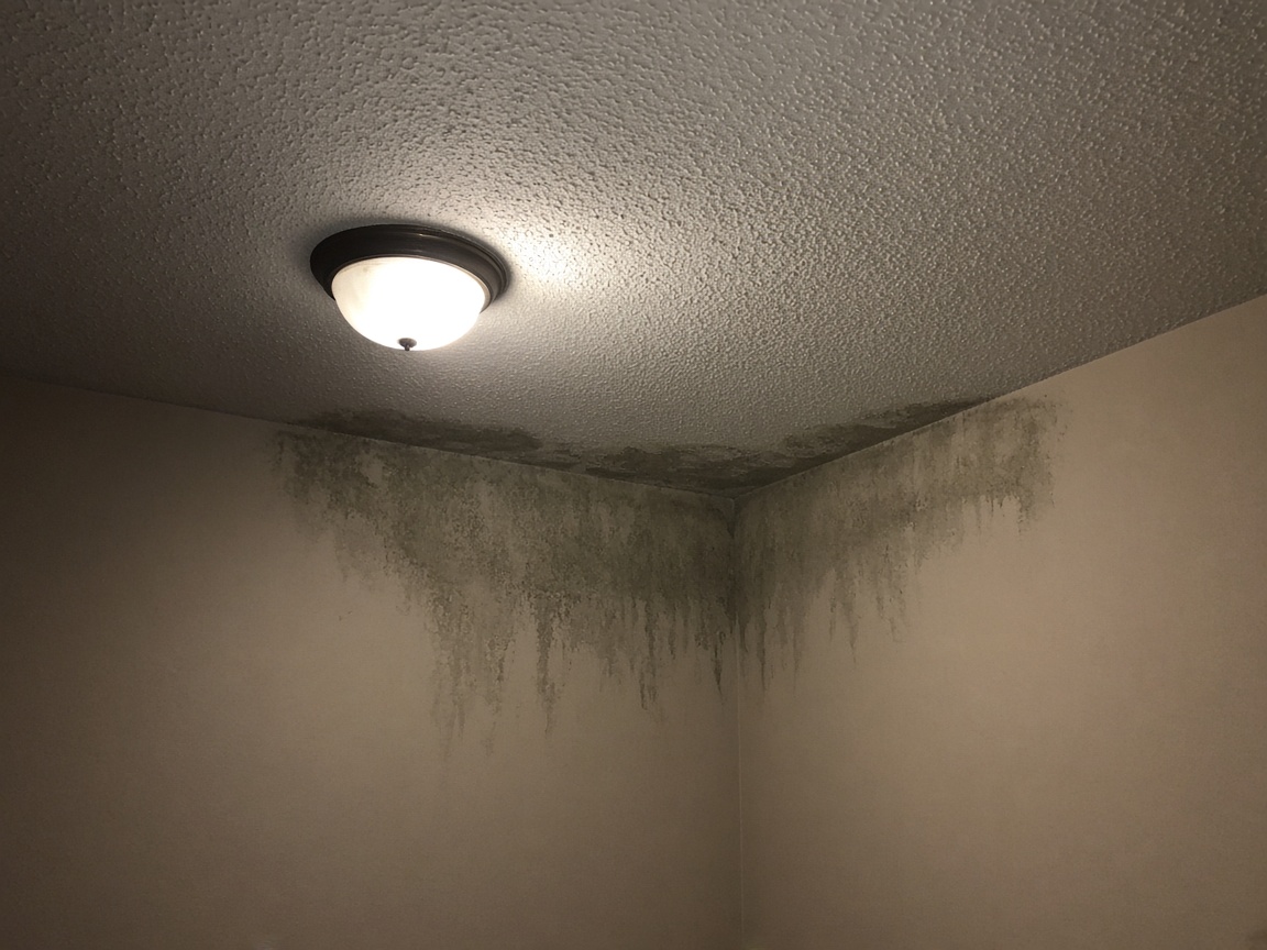 Why 'Free Mold Inspection' Usually Costs You More
