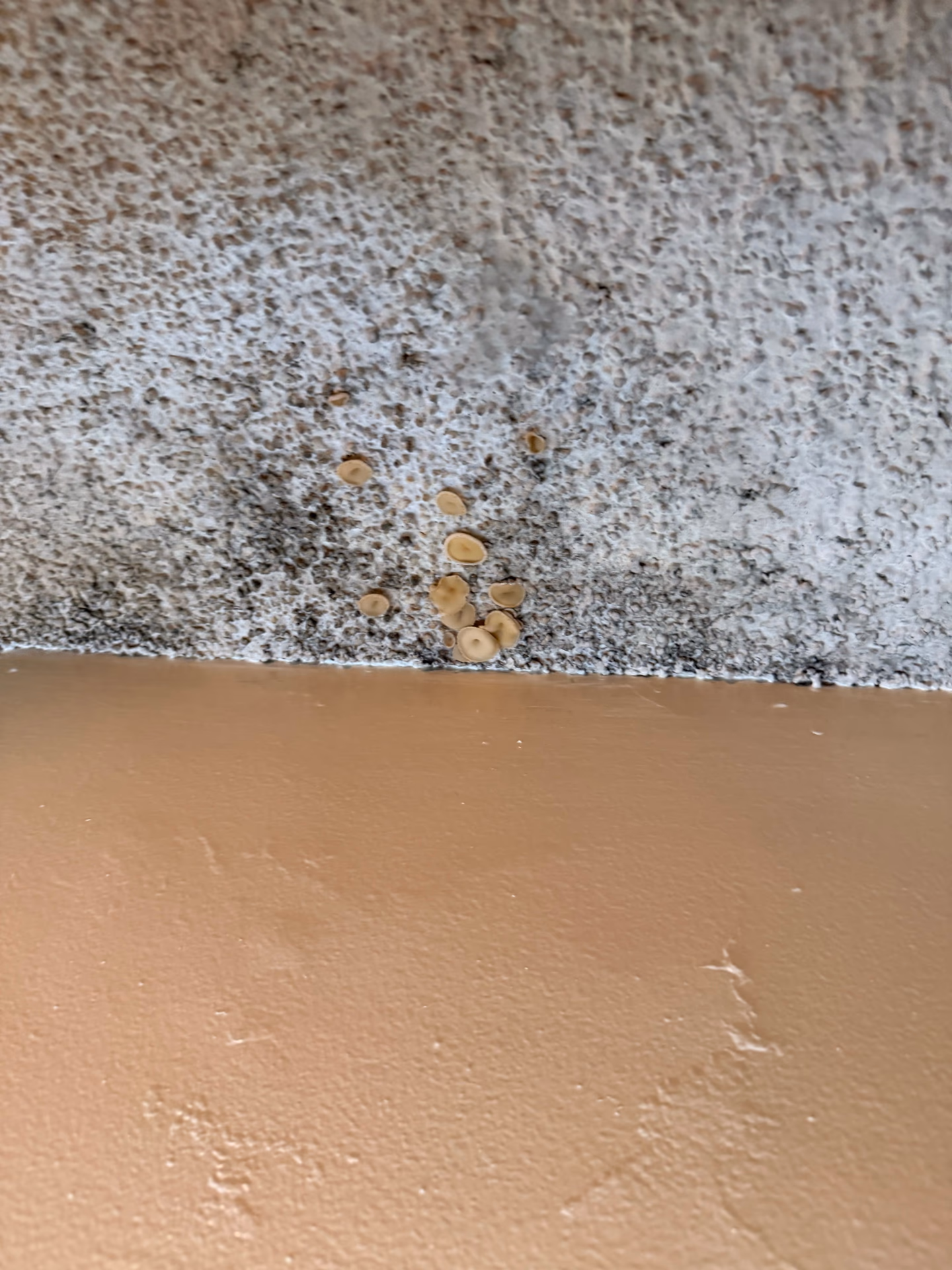 Visible mold on a building surface